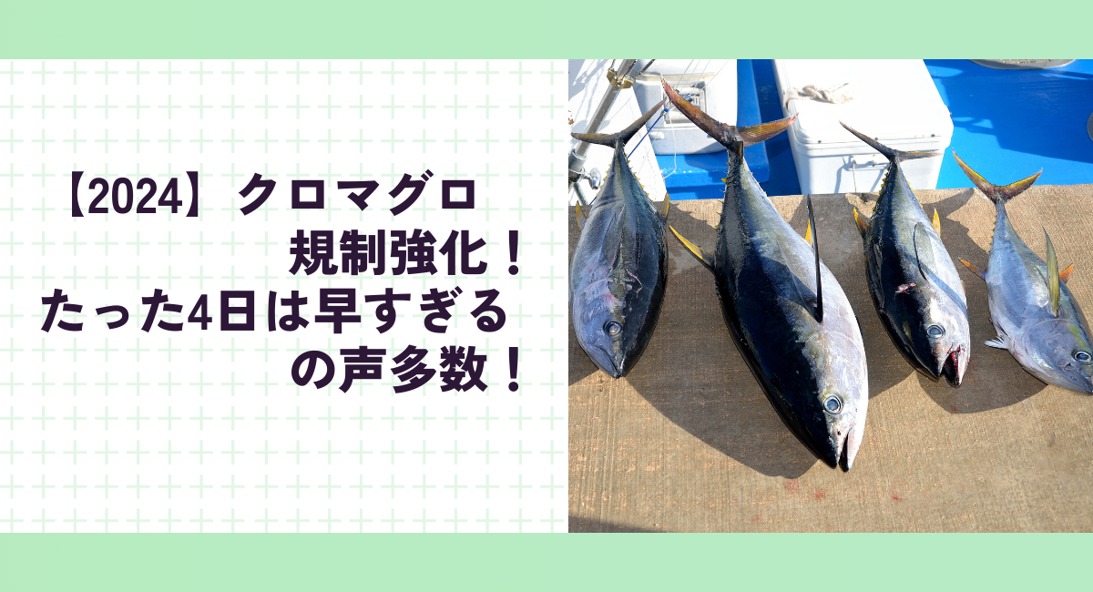 【2024】クロマグロ規制強化！たった4日は早すぎるの声多数！