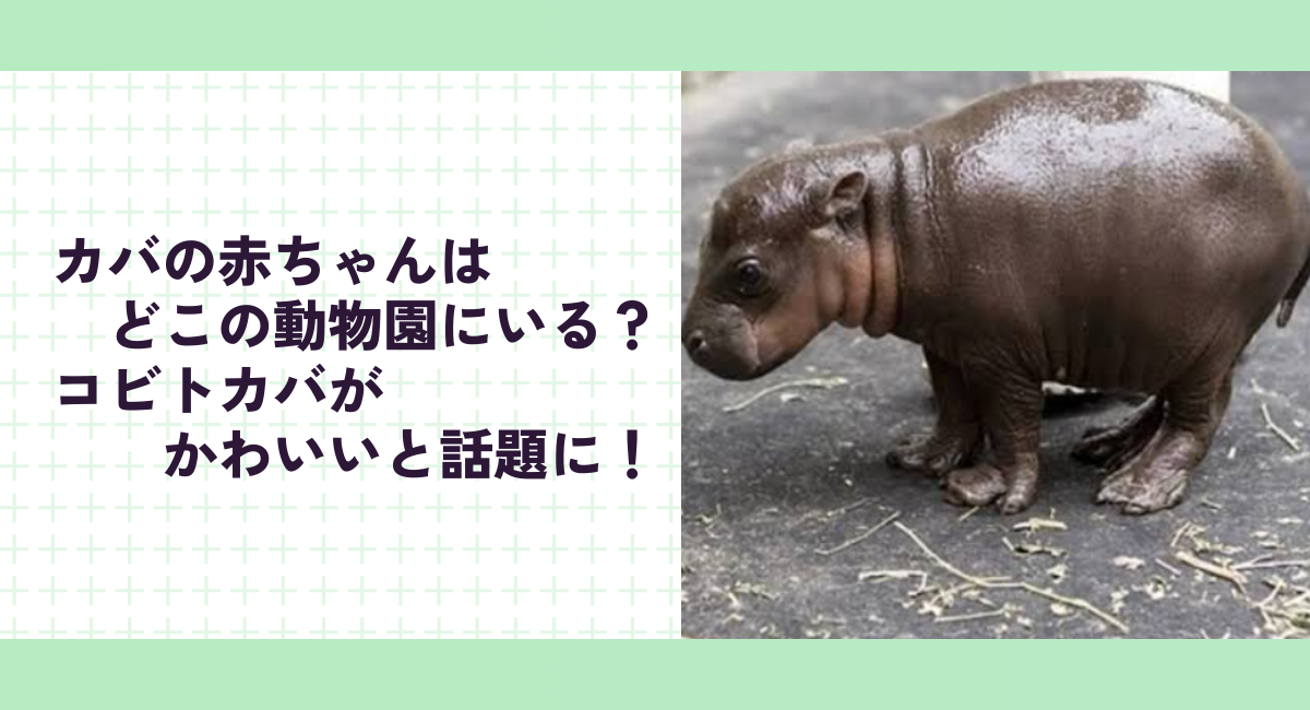 カバの赤ちゃんはどこの動物園にいる？コビトカバがかわいいと話題に！