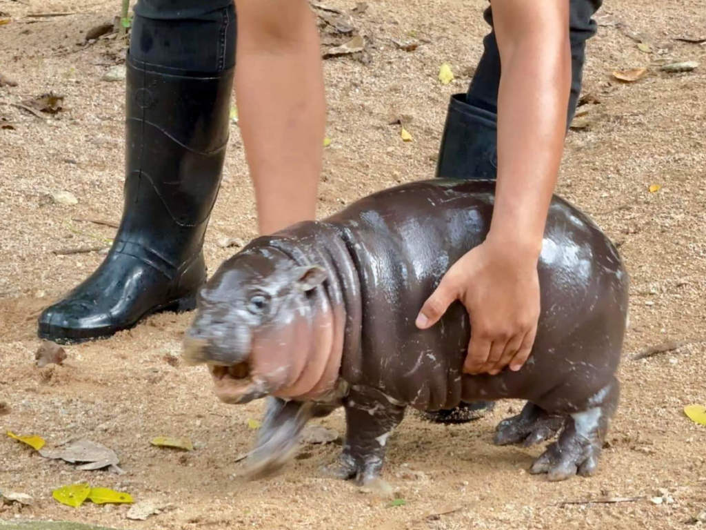 カバの赤ちゃんムーデン