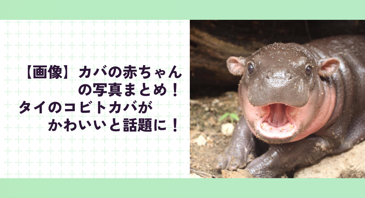 【画像】カバの赤ちゃんの写真まとめ！タイのコビトカバがかわいいと話題に！