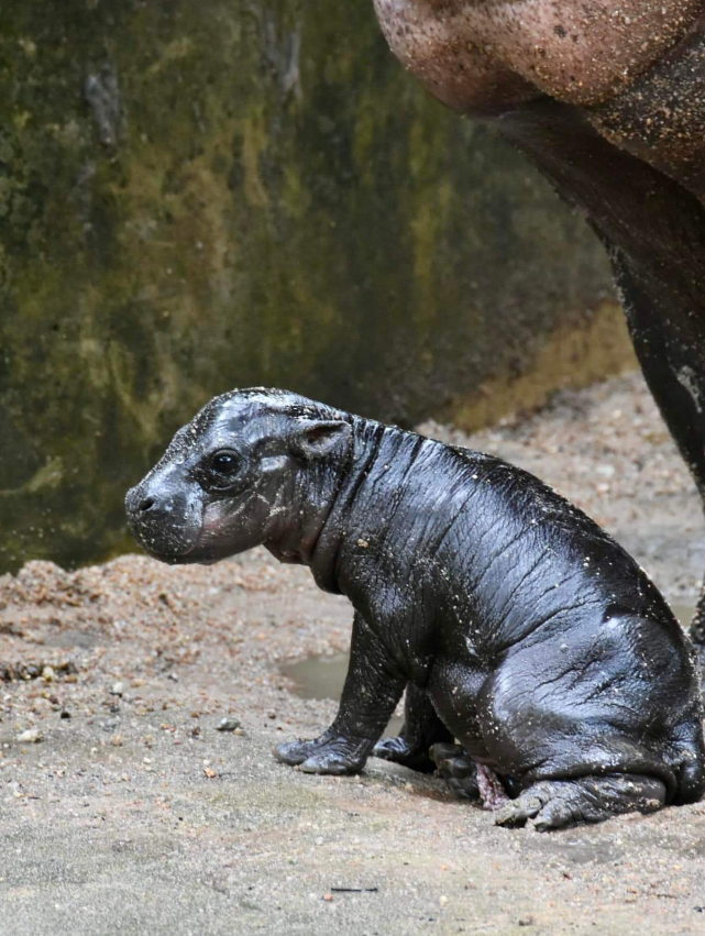 カバの赤ちゃんムーデン